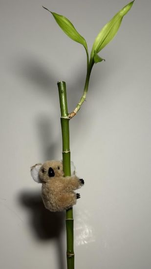 صورة كوالا مغناطيسية صغيرة